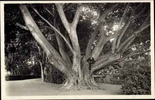 Ak Málaga Andalusien Spanien, Hacienda de S. Jose, Baum