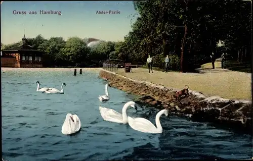 Ak Hamburg, Alster-Partie, Schwäne
