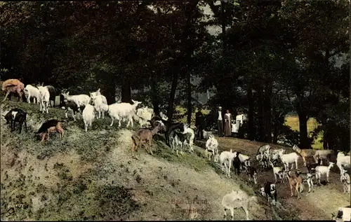 Ak Bad Grund im Harz,  Ziegenherde