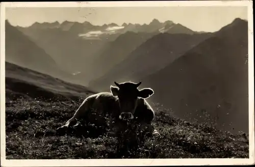 Foto Ak Morgen auf der Alp Parsenn, Kuh