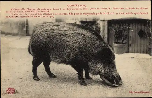 Ak Cunfin Aube, Mademoiselle Finette, maitresse Mademoiselle Brocard, Schwein