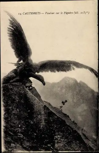 Ak Cauterets Hautes Pyrénées, Vautour sur le Peguere, Geier im Gebirge