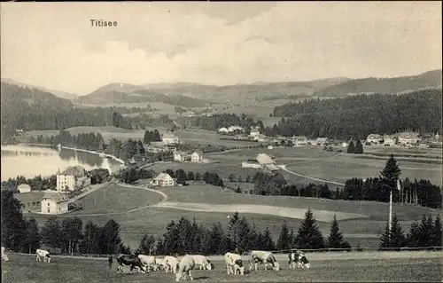 Ak Titisee Neustadt im Breisgau Hochschwarzwald, Gesamtansicht, Kuhherde