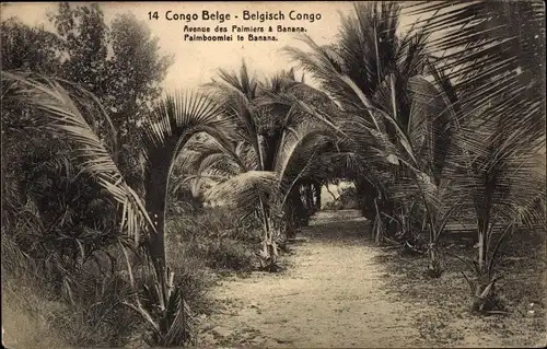 Ak Congo Belge DR Kongo Zaire, Avenue des Palmiers a Banana