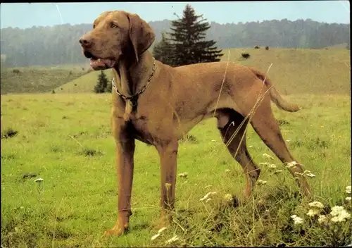 Ak Hund auf einer Wiese, Magyar Vizsla