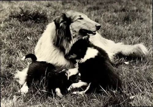 Ak Collies, Hündin mit Welpen