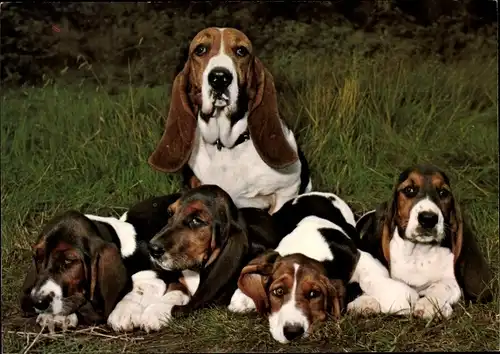 Ak Hunde auf einer Wiese, Beagle