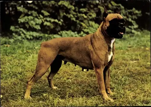Ak Hund auf einer Wiese, Boxer