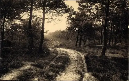 Ak Turnhout Flandern Antwerpen, Oud Turnhout, Lierman, Feldweg, Bäume