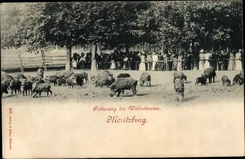 Ak Moritzburg in Sachsen, Fütterung der Wildschweine