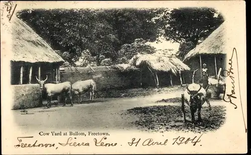 Ak Freetown Sierra Leone, Cow Yard at Bullom