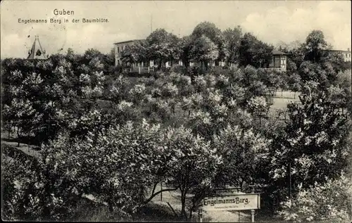 Ak Guben in der Niederlausitz, Engelmanns Berg in der Baumblüte