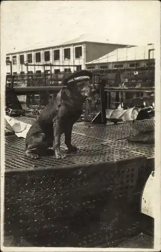 Foto Ak Deutsches Kriegsschiff, Hund, Maskottchen Torpedoboot V 28, Eiserne Torpedobootsflottille