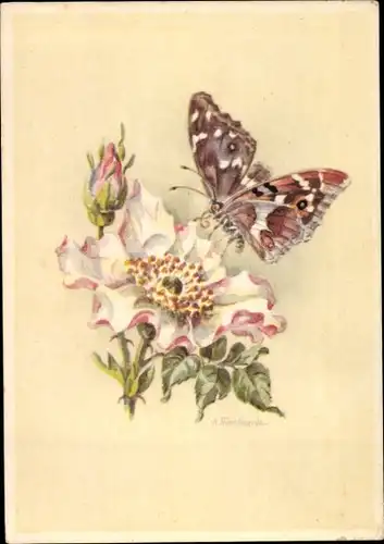 Künstler Ak Schillerfalter auf wilder Rose, Schmetterling