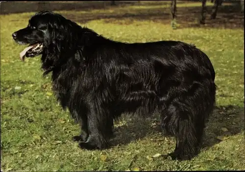 Ak Hund auf einer Wiese, Neufundländer