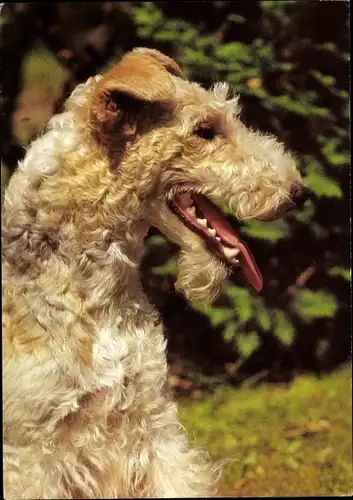 Ak Hundeportrait, Drahthaarfoxterrier