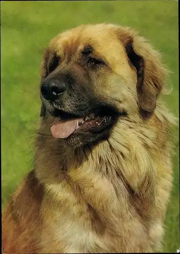 Ak Hundeportrait, Leonberger