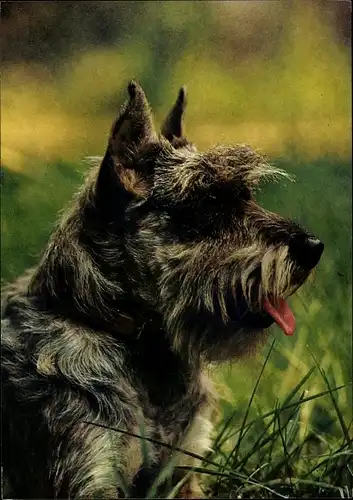 Ak Hundeportrait, Mittelschnauzer