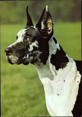 Ak Hundeportrait, Deutsche Dogge