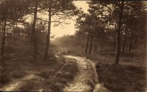 Ak Turnhout Flandern Antwerpen, Oud Turnhout, Lierman, Feldweg, Bäume