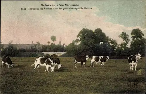 Ak Bessin Calvados, Scenes de la Vie Normande, Troupeau de Vaches dans les gras paturages