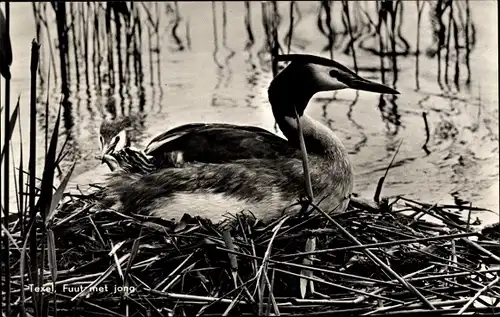 Ak Texel Nordholland Niederlande, Fuut met jong, Haubentaucher mit Jungem