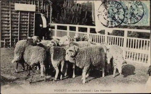 Ak Nogent sur Marne Val de Marne, Jardin Colonial, les Moutons, Schafe