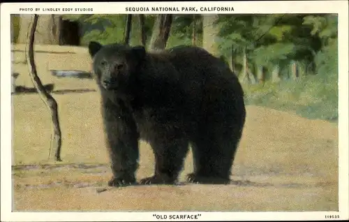 Ak Kalifornien USA, Sequoia National Park, Old Scarface, Bär