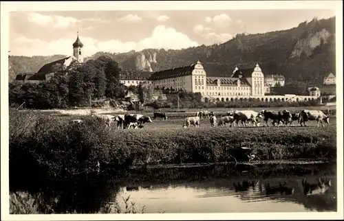 Ak Beuron Württemberg, Kloster, Benediktiner Erzabtei, Kühe auf der Weide