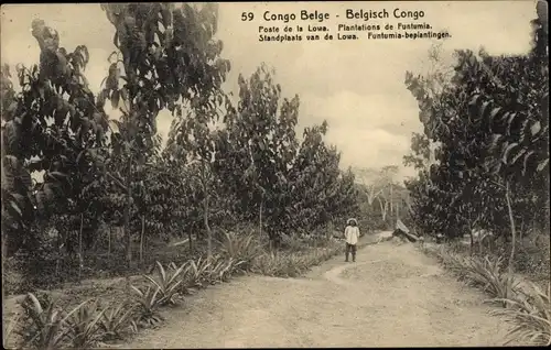 Ak DR Kongo Zaire, Congo Belge, Poste de la Lowa, Plantations de Funtumia