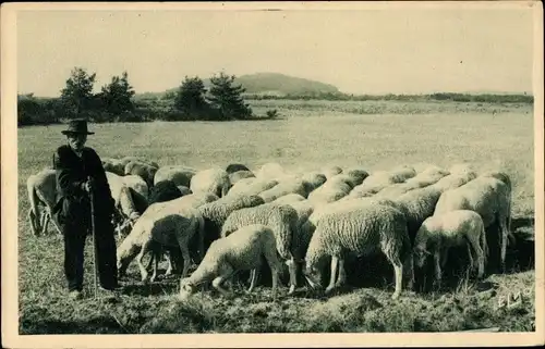 Ak Les Scenes Champetres, le Berger et son troupeau dans la plaine, Schäfer mit Schafherde