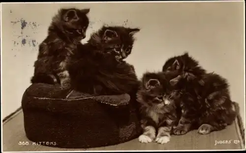 Ak Kittens, kleine langhaarige Katzen