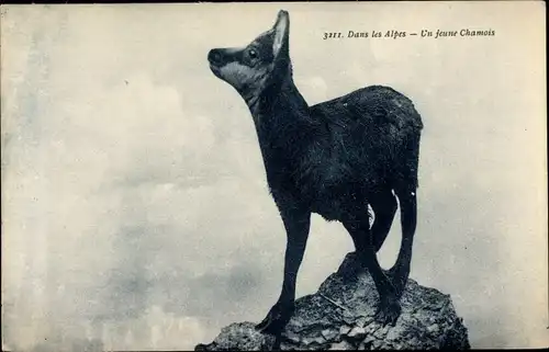 Ak Dans les Alpes, une jeune Chamois, Gämse