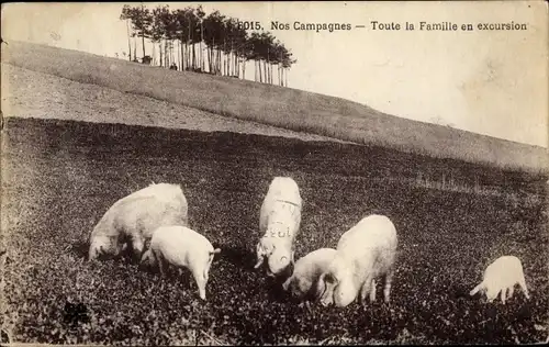 Ak Nos Campagnes, Toute la Famille en excursion, Schweine