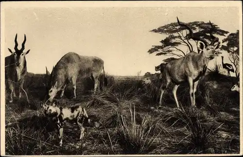 Ak Landschaft mit Antilopen und Hyäne, Galeries du Duc d'Orleans