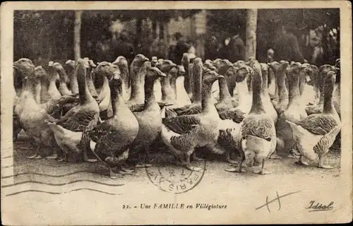 Ak Une Famille en Villegiature, Gänse