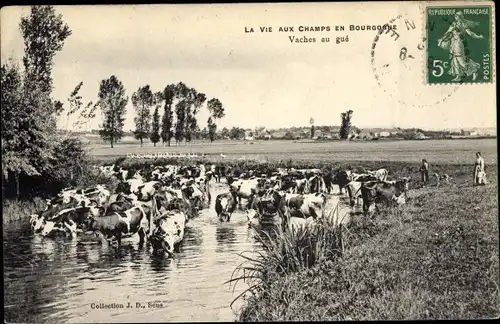 Ak La Vie aux Champs en Bourgogne, Vaches au gué, Rinderherde im Wasser