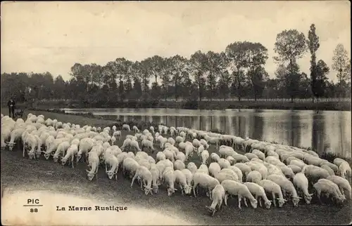 Ak La Marne Rustique, Schafherde auf der Weide