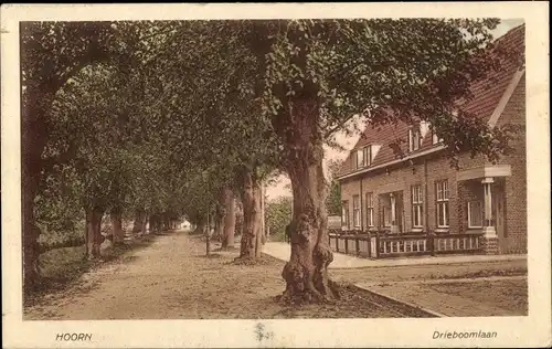 Ak Hoorn Nordholland Niederlande, Drieboomlaan