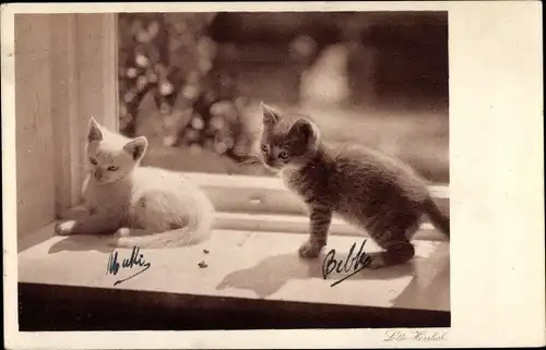 Ak Zwei kleine Katzen auf einer Fensterbank, Lotte Herrlich Mappe Katzen Serie 31