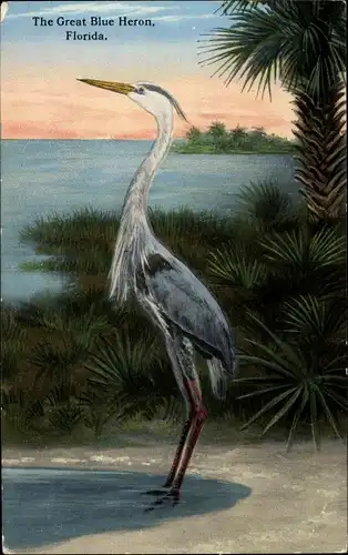 Ak Florida USA, The Great Blue Heron, Reiher