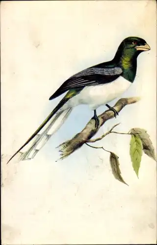 Künstler Ak Gould, J., Trogon Gigas, Nageschnäbler
