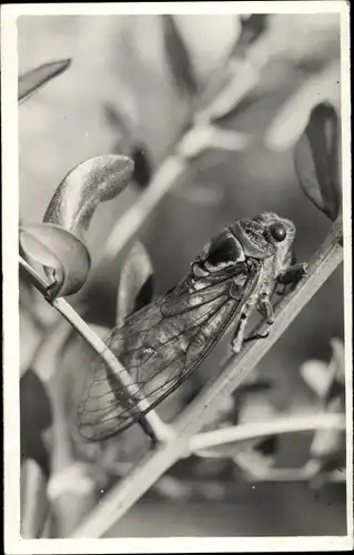 Foto Ak Singzikade auf einem Zweig, Cicadoidea