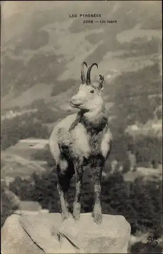 Ak Les Pyrenees, un Isard, Gämse