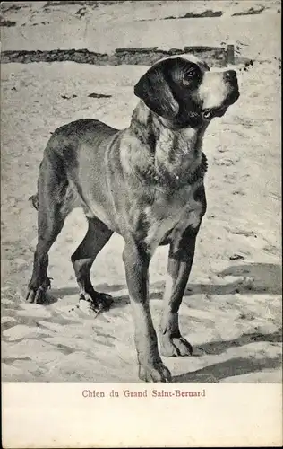 Ak Chien du Grand Saint Bernard, Bernhardiner