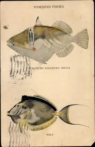 Ak Hawaiian Fishes, Humuhumu Nakunuku Apua'a, Kala, Diamant Picassodrückerfisch