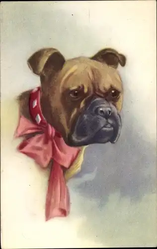 Ak Hundeportrait, Boxer mit Halsschleife