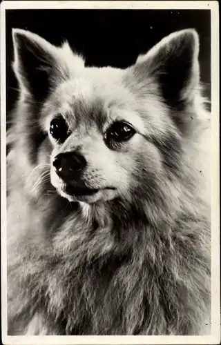 Ak Spitz, Hund, Portrait