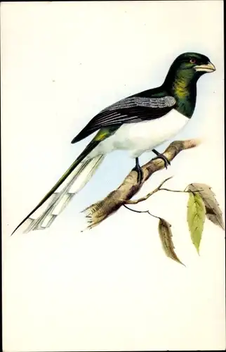 Künstler Ak Gould, J., Trogon Gigas, Nageschnäbler