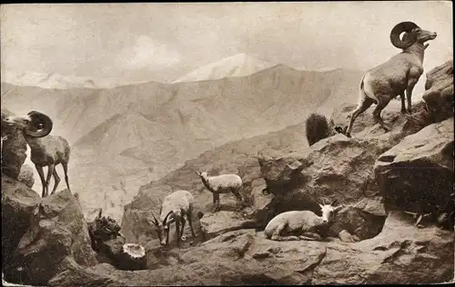 Ak Desert Mountain Sheep Group, Museum of the California Academy of Sciences San Francisco